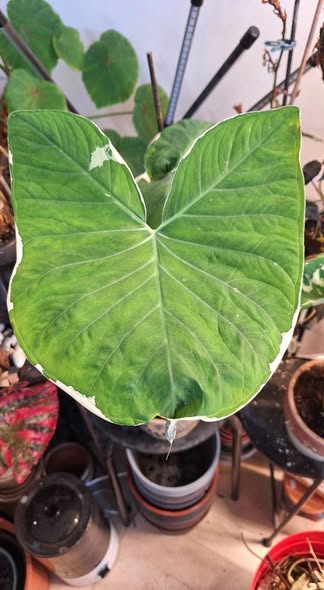 Colocasia